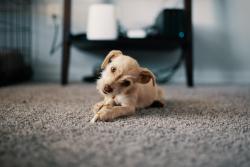 Curious dog on carpet